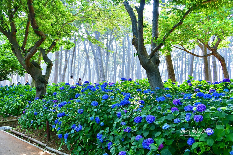 울산 가볼만한곳 울산 국가정원 울산 대왕암공원 출렁다리 울산 슬도 장생포 고래문화마을