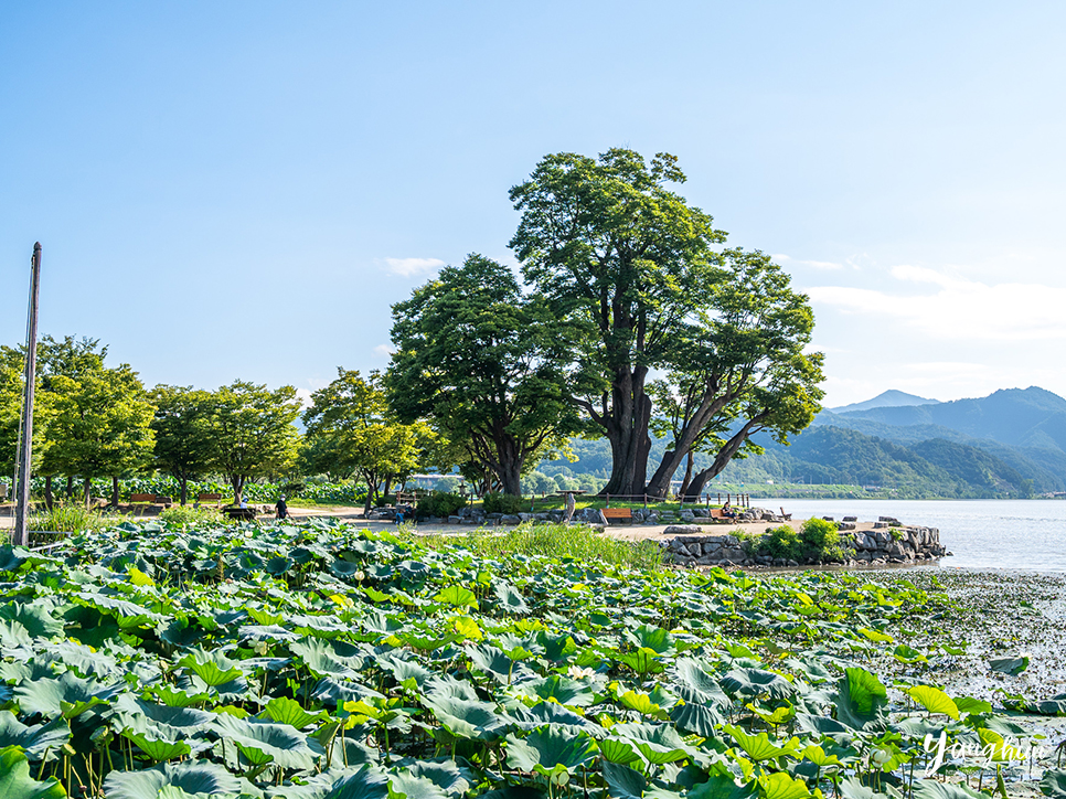 경기도 양평 가볼만한곳 여름 계곡 양평 카페 애견 동반