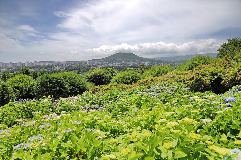 제주도 6월 여행 제주 숨도 제주 수국길 명소 꽃구경