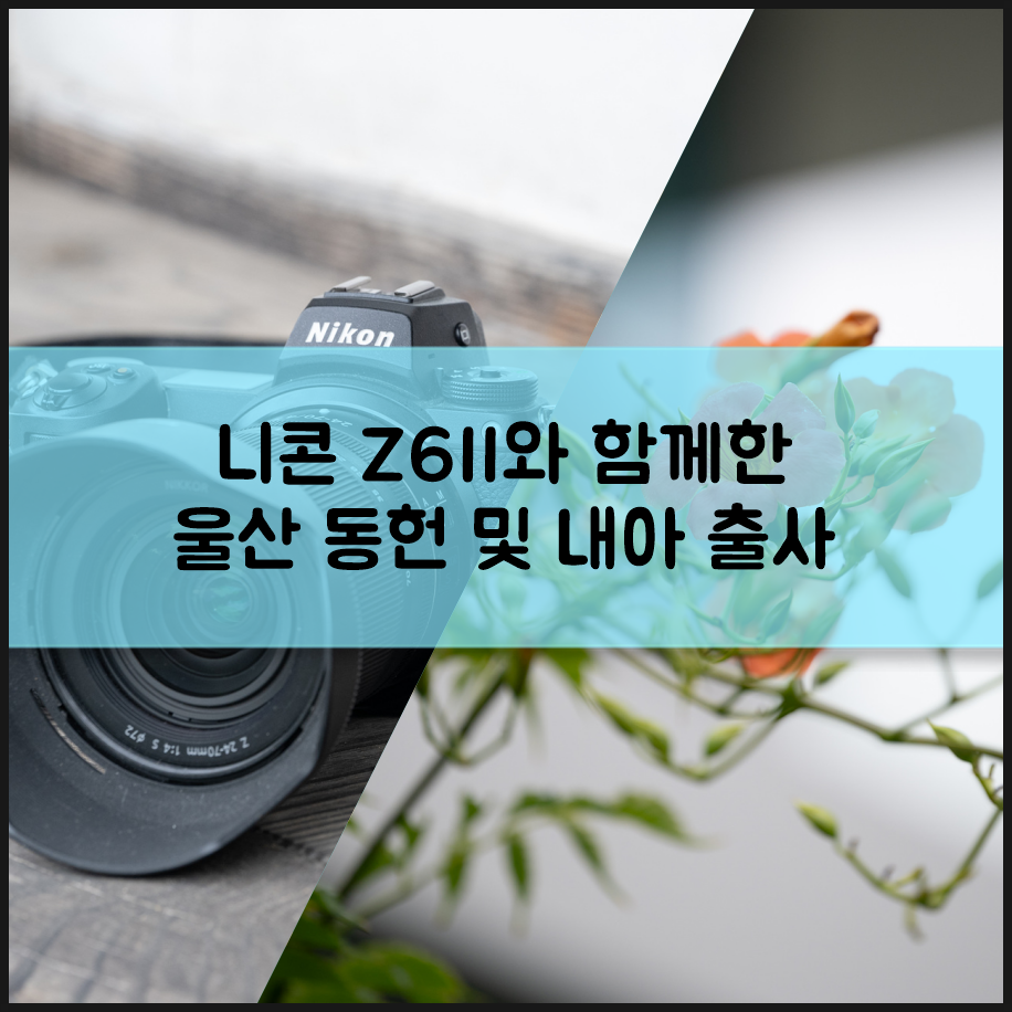 니콘 풀프레임 미러리스 카메라 추천 제품 Z6II 울산 동헌 및 내아 능소화 출사