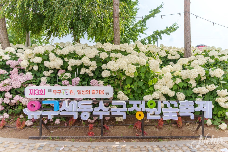 공주 유구색동수국정원 꽃구경 공주 수국축제