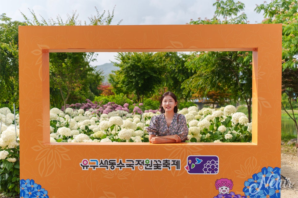 공주 유구색동수국정원 꽃구경 공주 수국축제