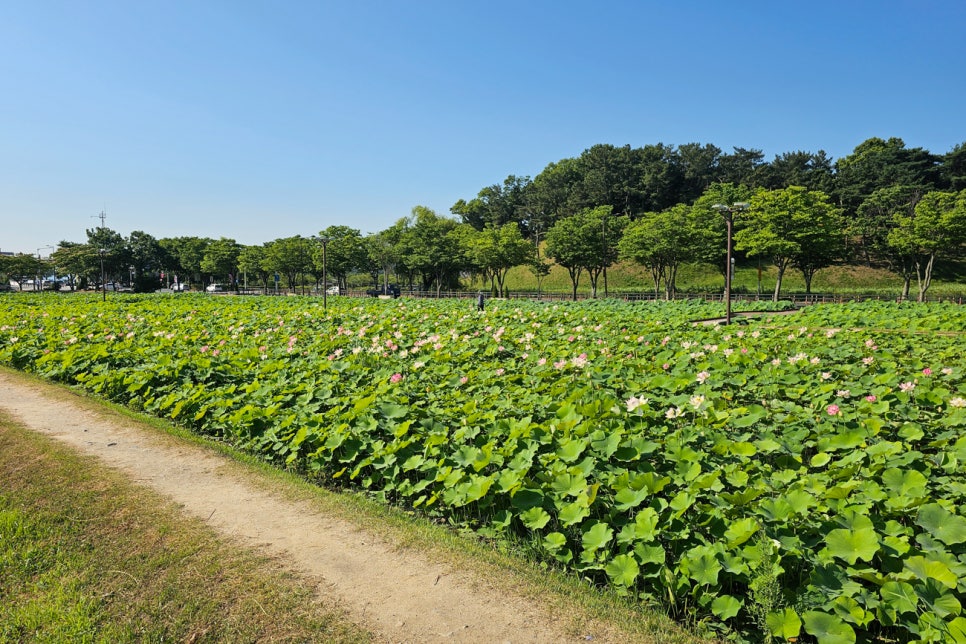 경주 황리단길 맛집 한정식 먹거리 동궁과월지 연꽃 대릉원 등 여행코스 추천