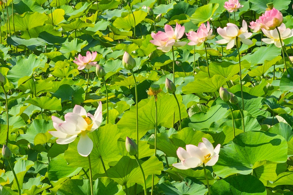 경주 황리단길 맛집 한정식 먹거리 동궁과월지 연꽃 대릉원 등 여행코스 추천