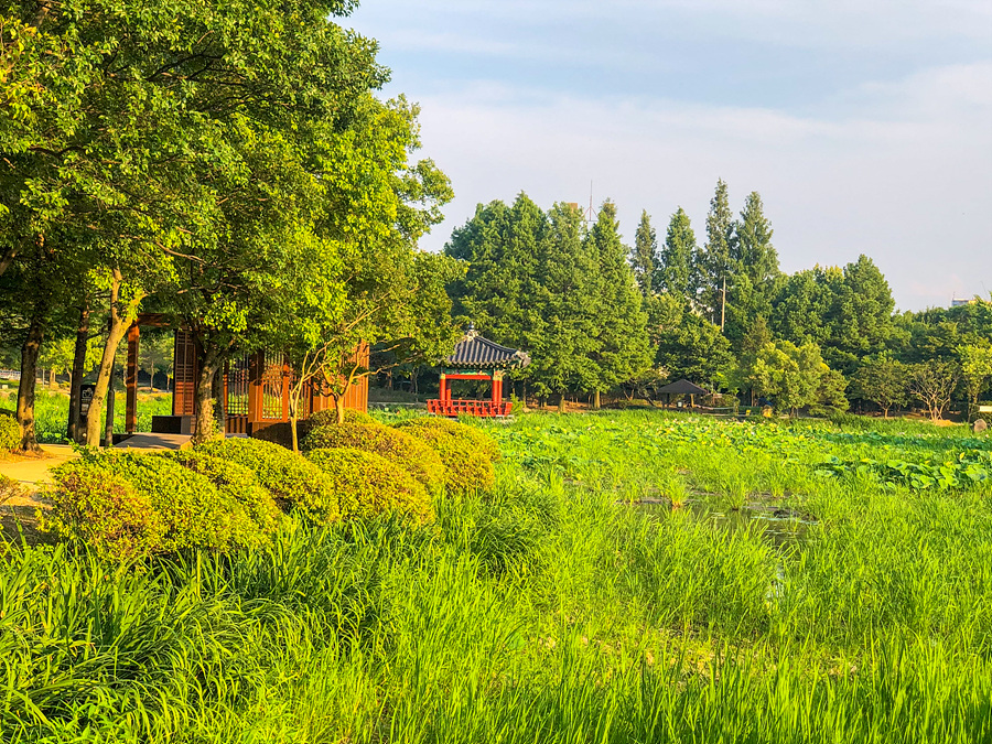 전주 덕진공원 연꽃 피는 시기 당일치기 여행 코스 추천