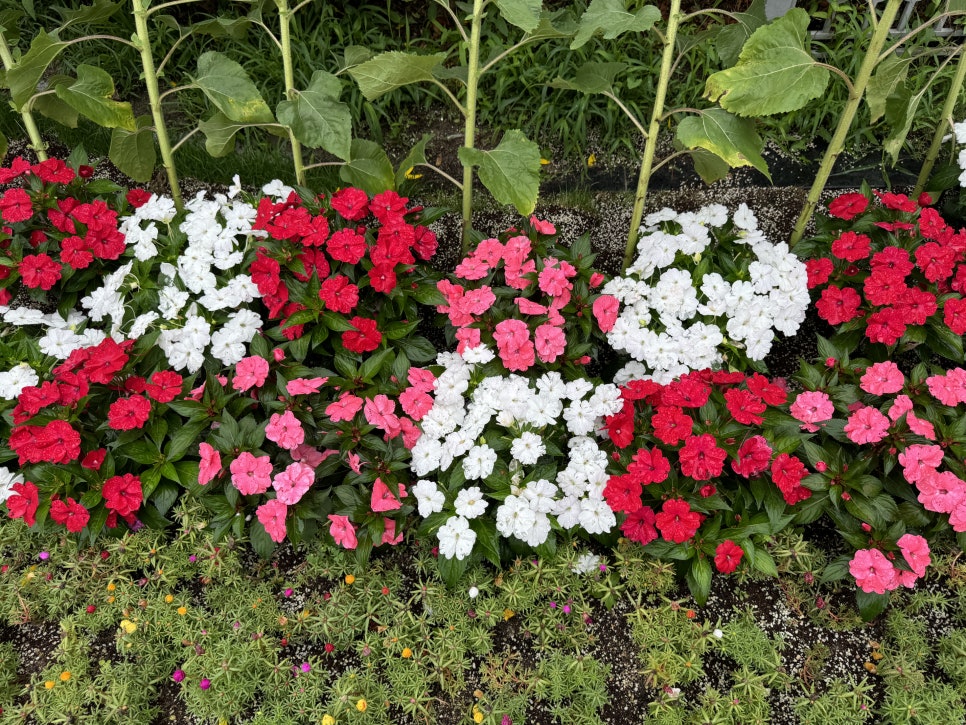 부산 여행 오시면 광안리해수욕장 해바라기도 보러 오세요