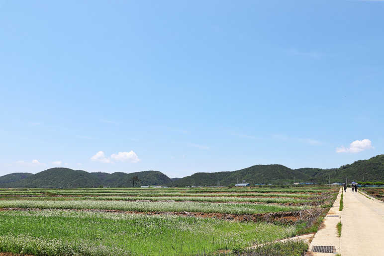 포항 여행 호미곶 메밀꽃 & 포항 영일교 영일대 해수욕장 전망대