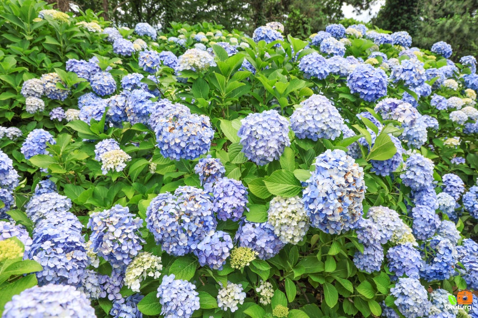 거제 수국 축제 썬트리팜 거제 카페 바람의언덕 경남 수국명소