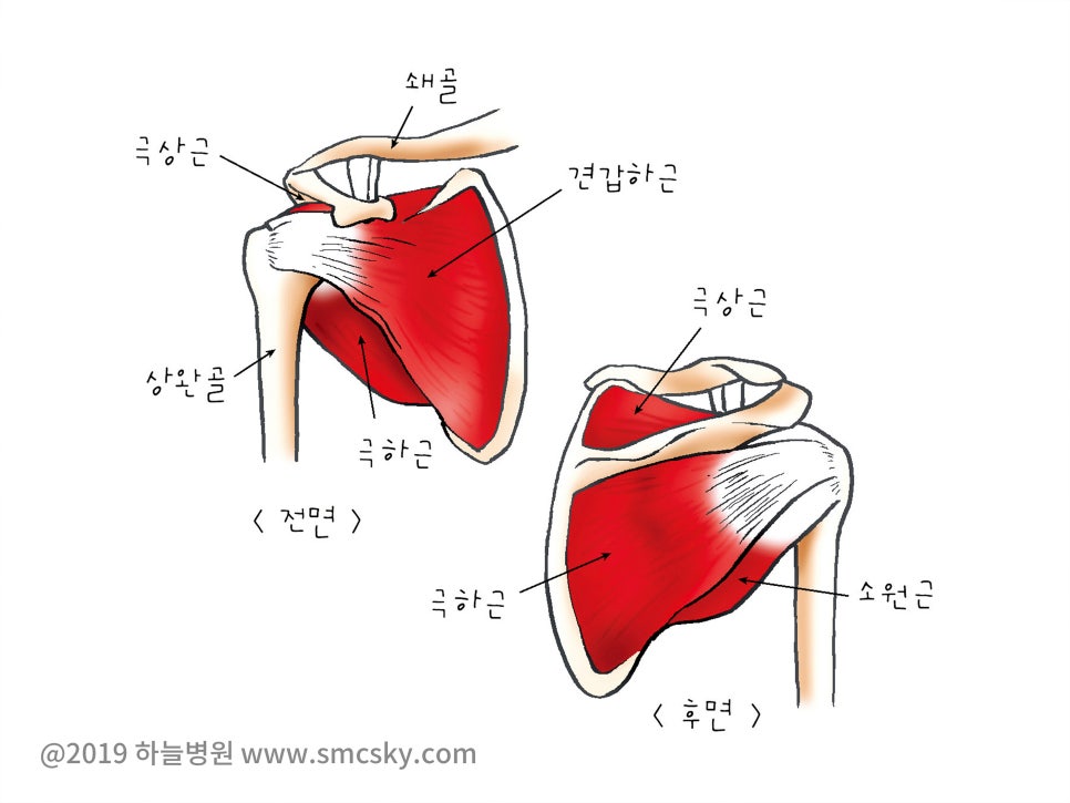 오른쪽 어깨 통증 원인, 회전근개파열 증상 및 치료(재활치료 병원, 운동)