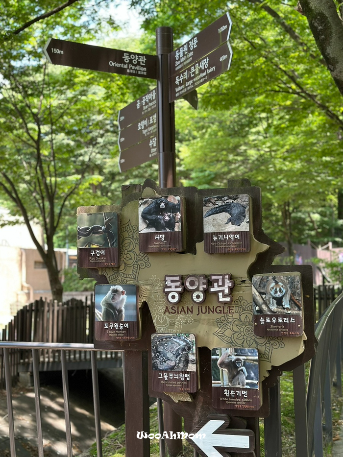 18개월아기랑 : 과천 서울대공원 동물원 추천코스, 푸드코트위치, 생태설명회 정보 꿀팁