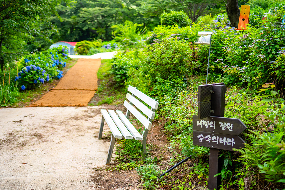 경남 고성 가볼만한곳 만화방초 경남 수국 명소