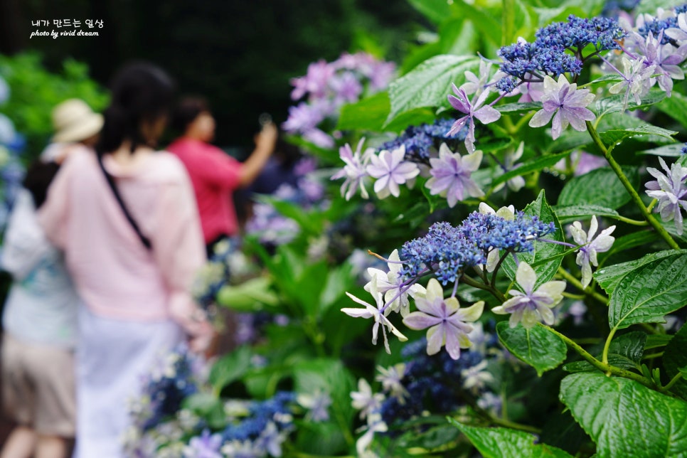 제주도 7월 비올때 가볼만한곳 휴애리 제주 수국길 명소