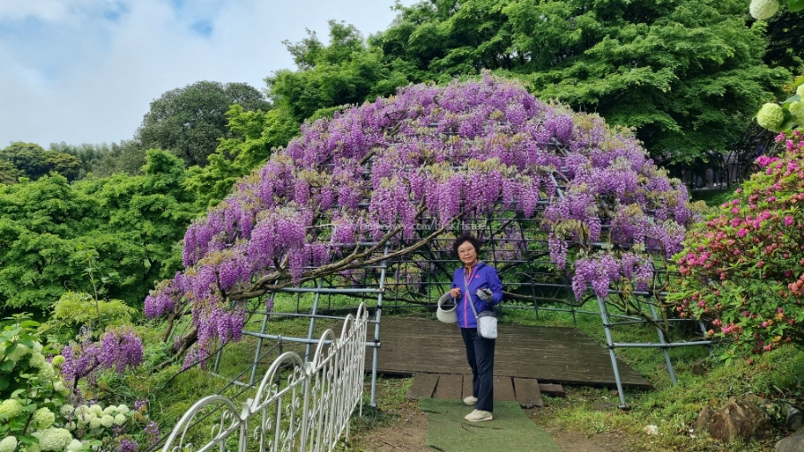 [엄마랑 딸셋 후쿠오카 여행 Day4] 가와치후지엔 등나무꽃축제