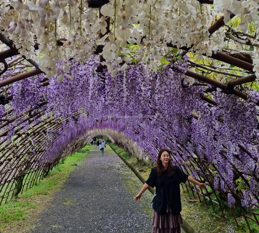 [엄마랑 딸셋 후쿠오카 여행 Day4] 가와치후지엔 등나무꽃축제