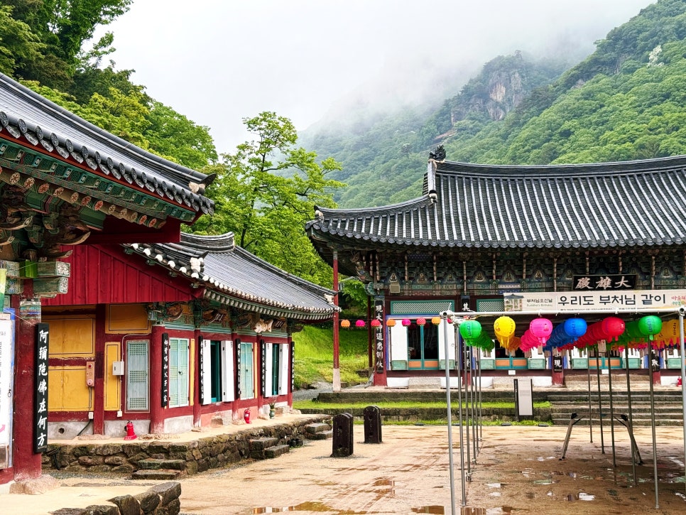 내장산국립공원 비오는 날 운치 가득한 백양사 탐방기