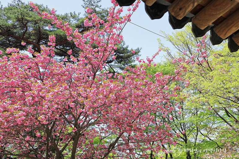서산 가볼만한곳 봄날 서산 부석사 겹벚꽃 풍경