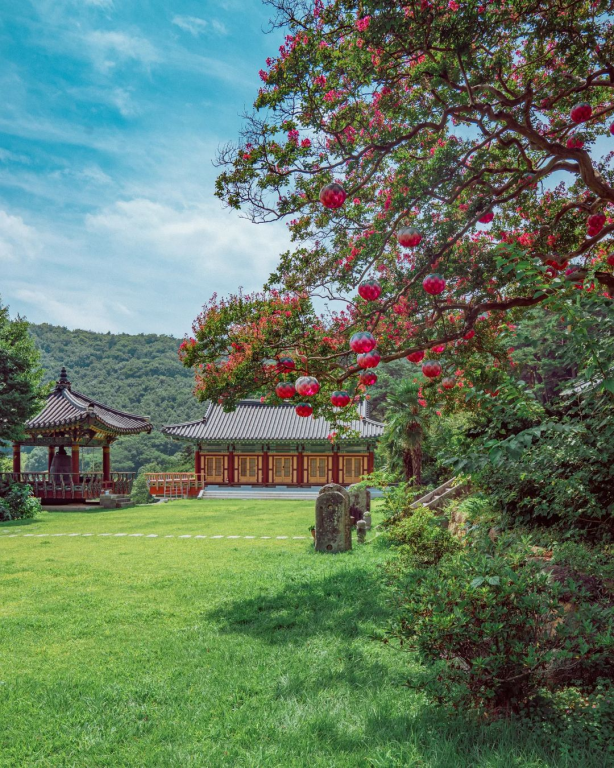 여름 꽃구경, 7월 개화 시기에 맞춰 가볼 만한 전국 배롱나무 명소 4