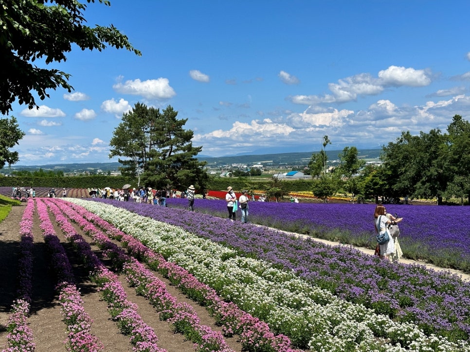 일본 북해도 삿포로 여름 여행코스 버스투어 추천: 후라노 팜도미타 vs 비에이 사계채의 언덕