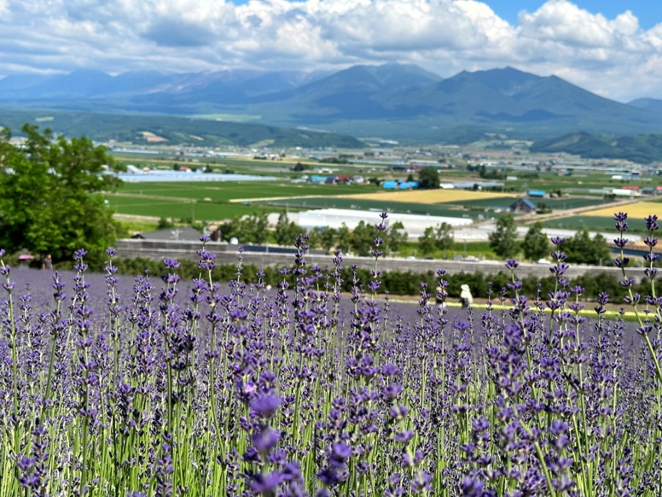 일본 북해도 삿포로 여름 여행코스 버스투어 추천: 후라노 팜도미타 vs 비에이 사계채의 언덕