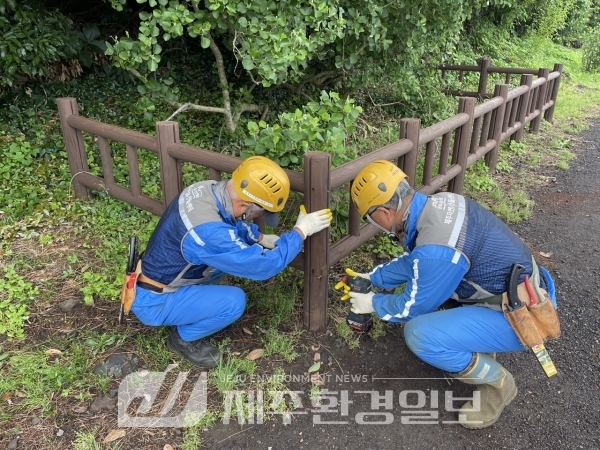 제주자연유산돌봄센터, 식산봉 주변 ‘황근’ 보호 울타리 보수