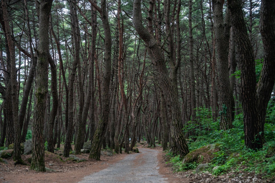 [팔공산국립공원] 천년고찰 북지장사 소나무숲 둘레길 걸으며 역사 산책