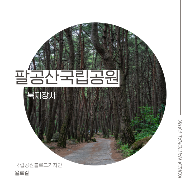 [팔공산국립공원] 천년고찰 북지장사 소나무숲 둘레길 걸으며 역사 산책
