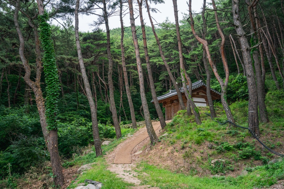 [팔공산국립공원] 천년고찰 북지장사 소나무숲 둘레길 걸으며 역사 산책