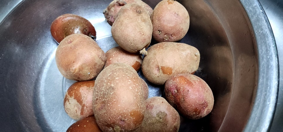 홍감자삶는법 감자삶는방법 아이들간식 냄비 감자삶기 감자삶는시간 홍감자요리