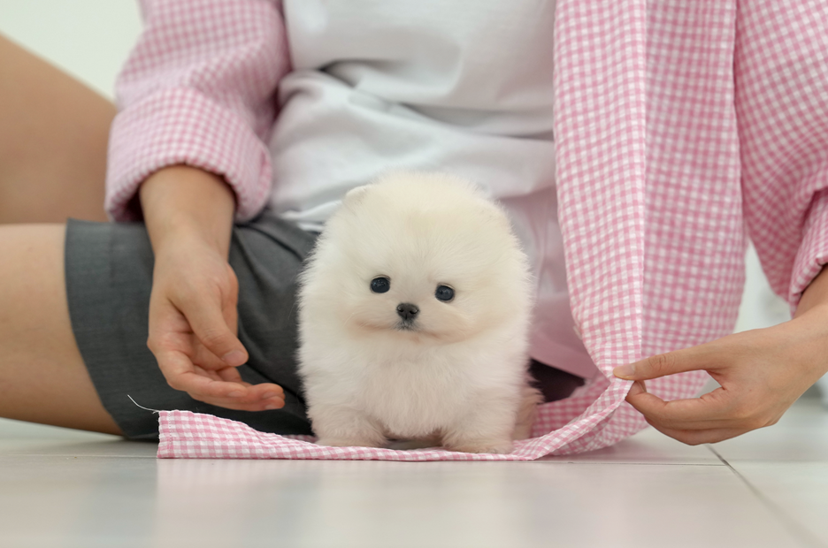 창원애견샵 미유펫 마음에 들어