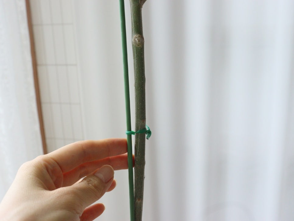 올리브나무 키우기 시작 온플 외목대 80cm