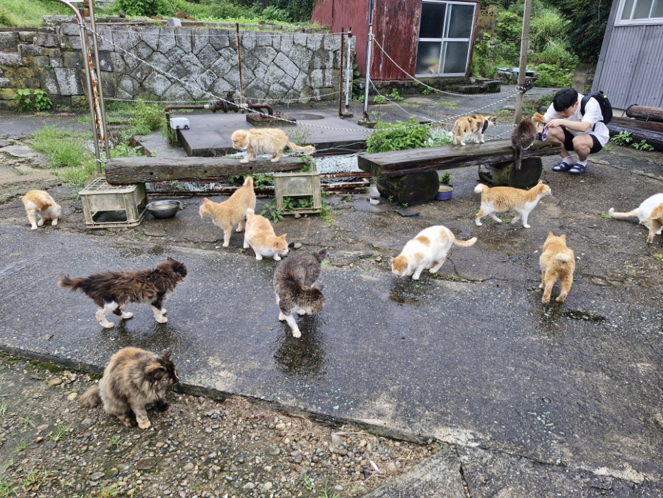 마쓰야마(에히메) 여행 : 고양이섬<아오시마> 가는 방법 최신판 (2024)