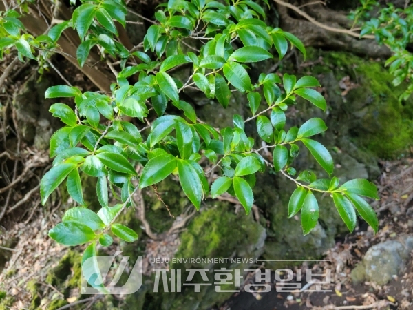 사스레피나무 추출물, 우리 몸의 털 깨끗이 관리한다!