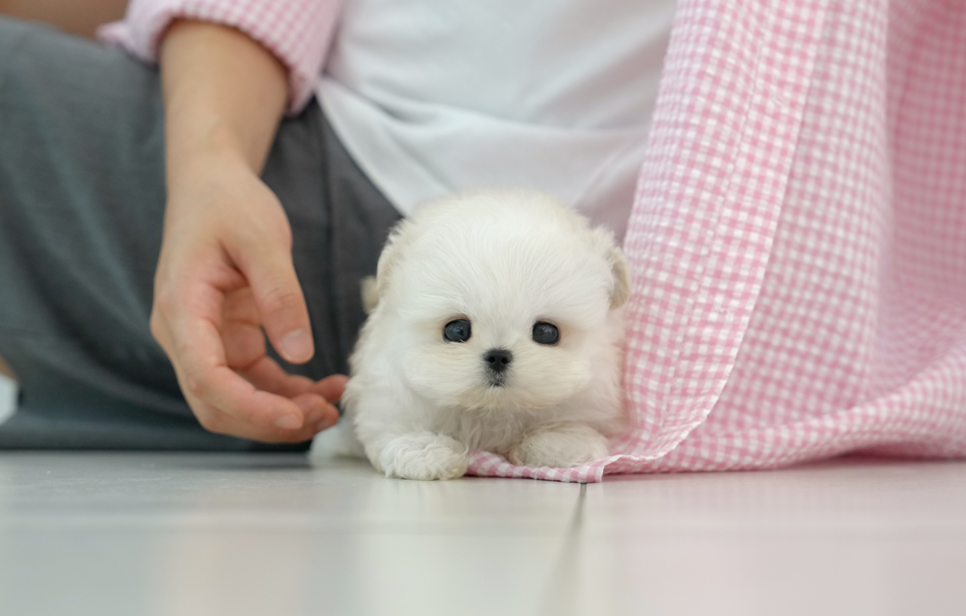 부산애견분양 친근한 미유펫샵