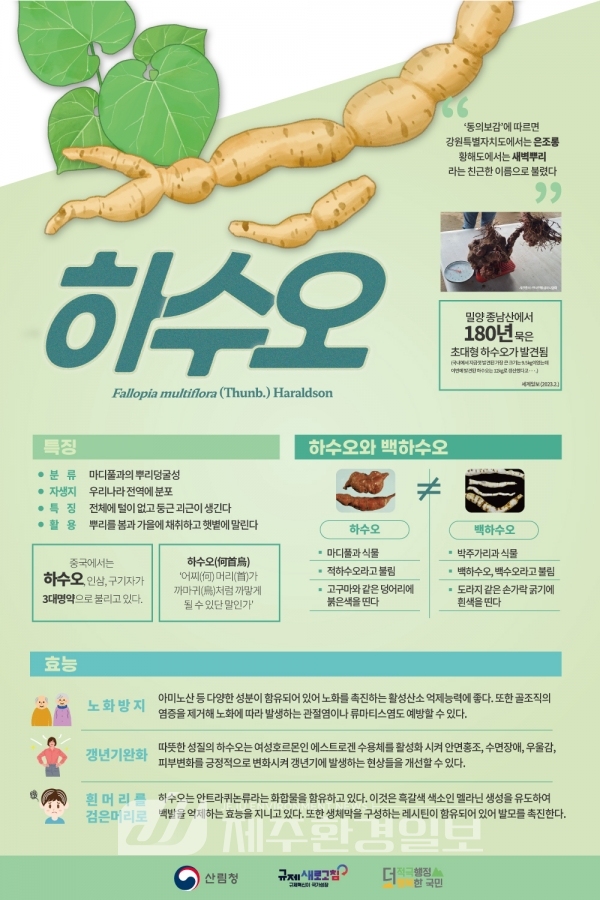 흰 머리를 검은머리로…산림청, 7월 임산물 ‘하수오’ 선정