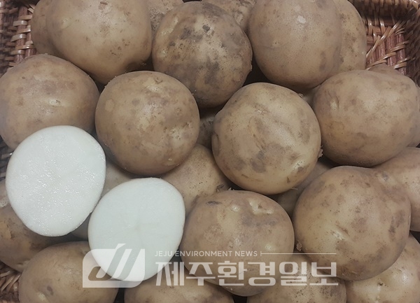 제주농기원, 감자 ‘탐나’ 품종 공급 확대