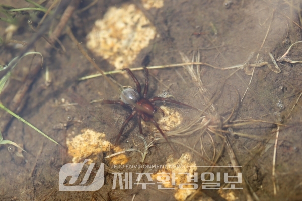 멸종위기 2급 물거미, 새로운 서식처 발견