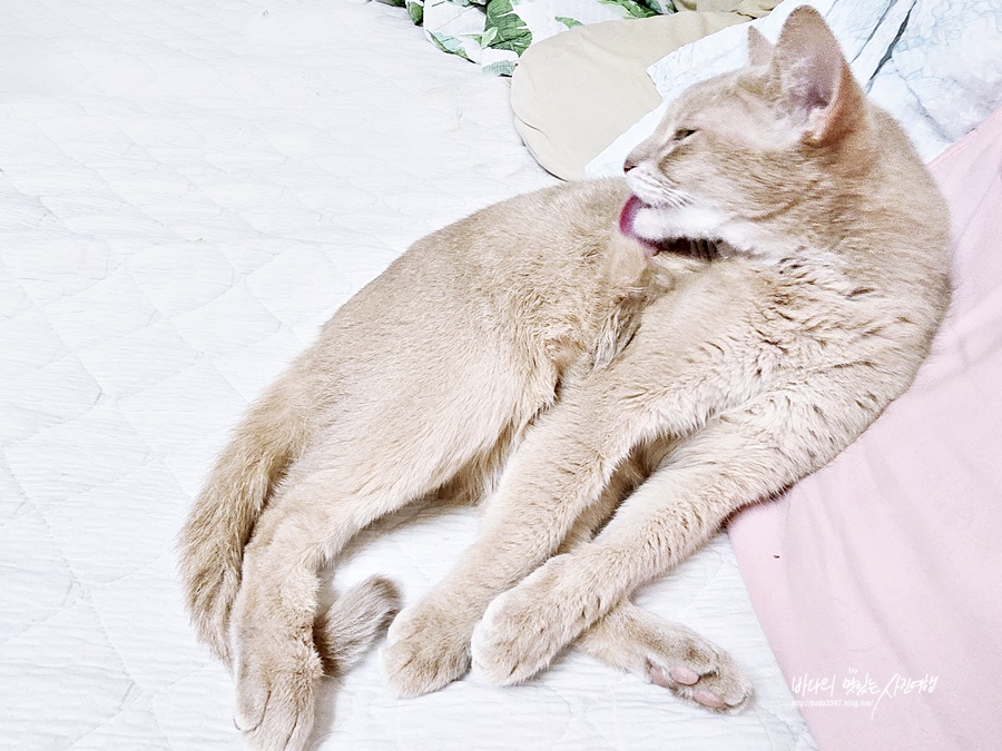 고양이 그루밍 & 고양이 세수 영상