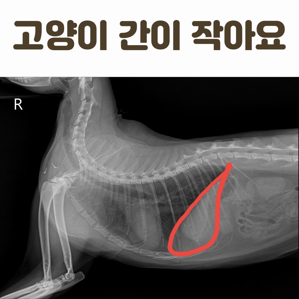 고양이 간이 작다면 어떤질병을 의심해볼 수 있을까