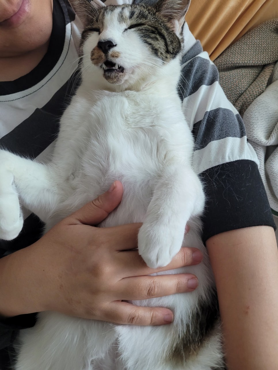 고양이 골골송 이유와 치료효과