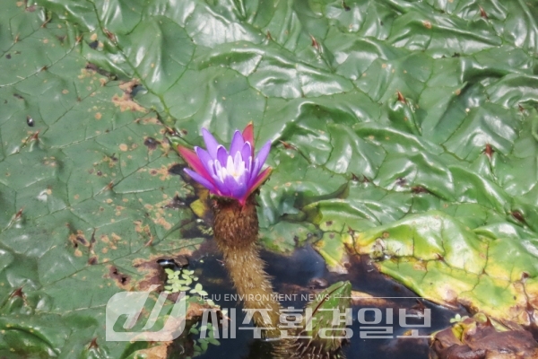 (현장포커스) 멸종위기종 '가시연꽃' 제주에서 첫 발견, 대규모 군락지 가 보니..