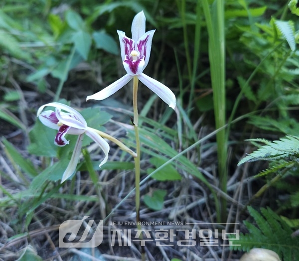 "제2공항 예정부지 주변 독자봉과 대수산봉서 대흥란 서식지 확인"