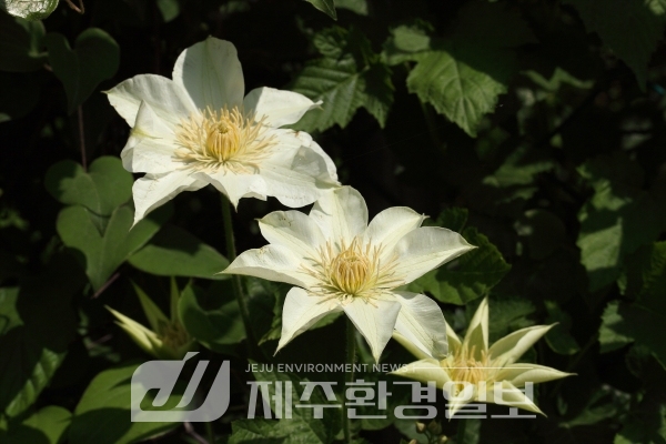 국립수목원 선정 우리의 정원식물, 9월은 ‘큰꽃으아리'