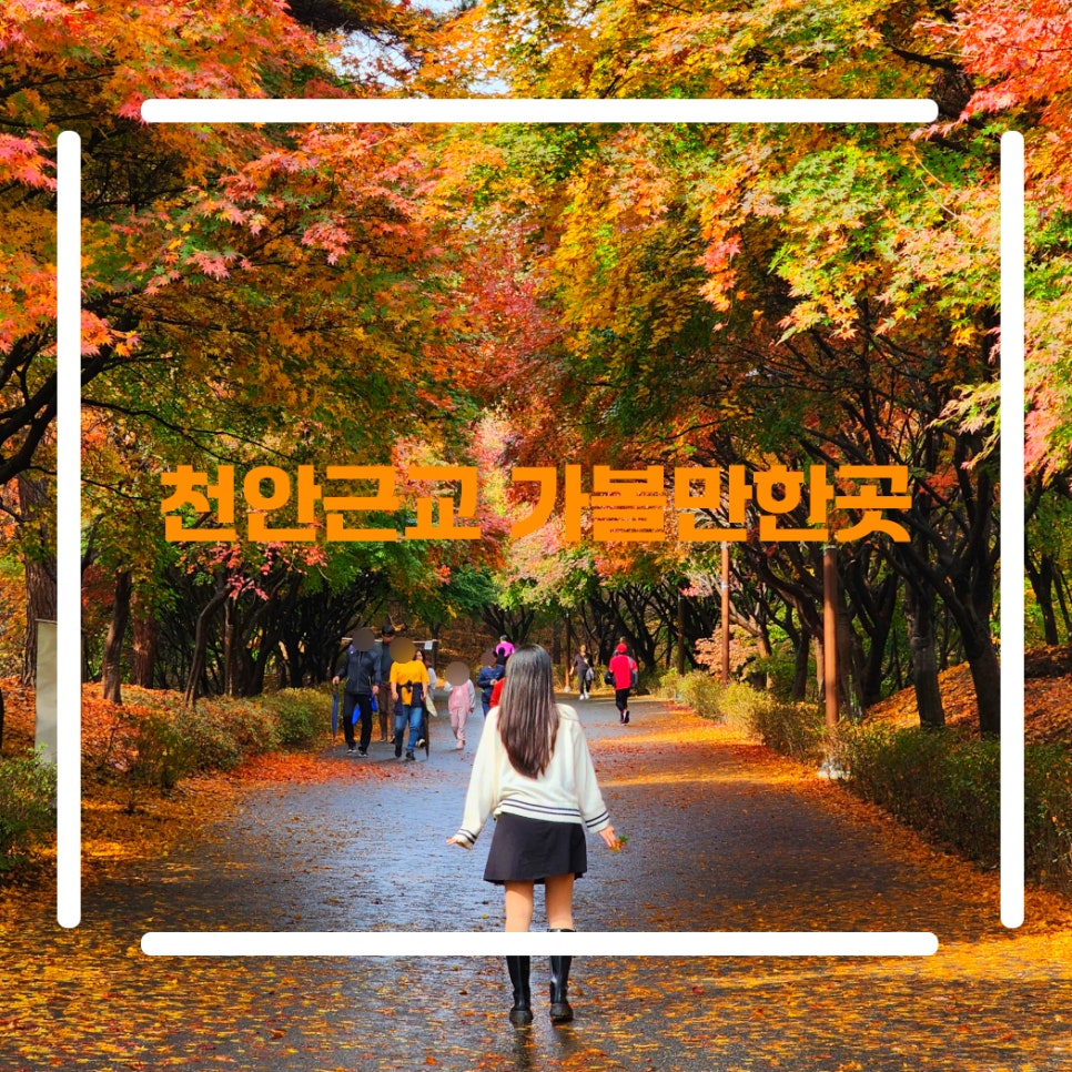 천안 근교 가을 가볼만한곳 독립기념관 단풍나무숲길 아산 곡교천 외암민속마을 현충사