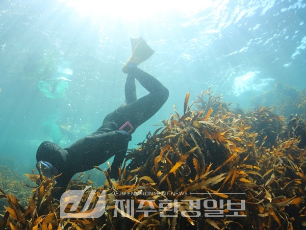 독도 수호 숨은 주역, 70년 만에 재현된 물질 대공개
