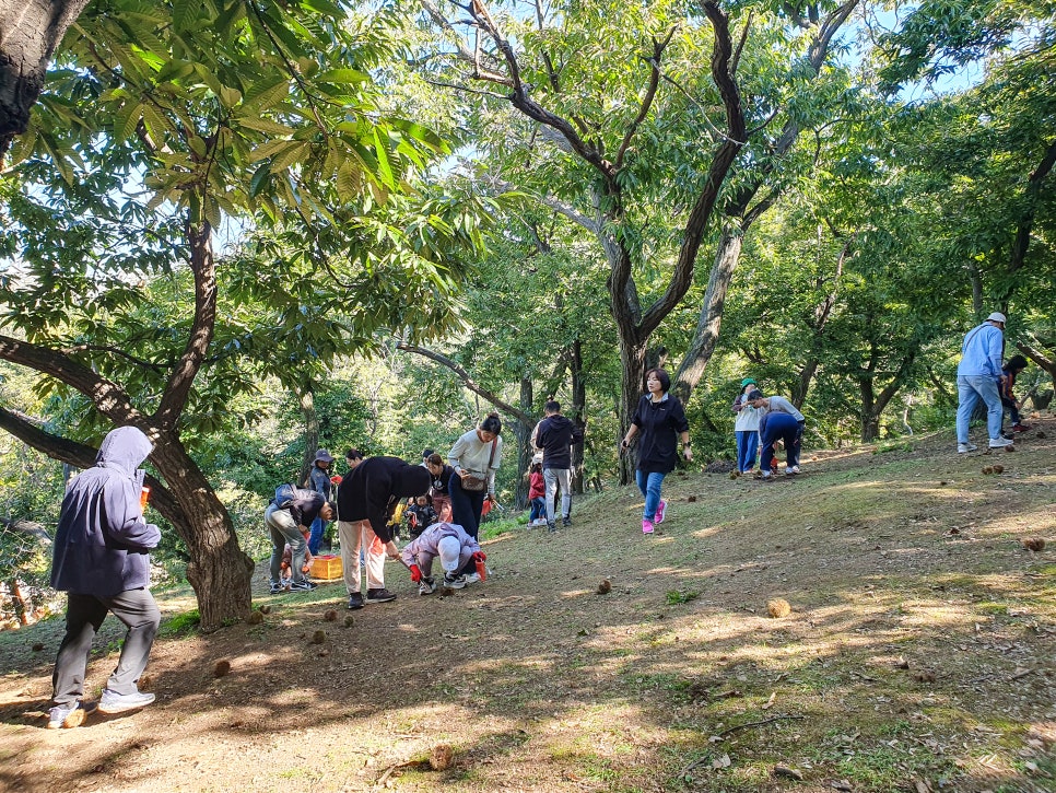 인천 아이와 가볼만한곳 알밤줍기 체험 문가숲길 힐링여행
