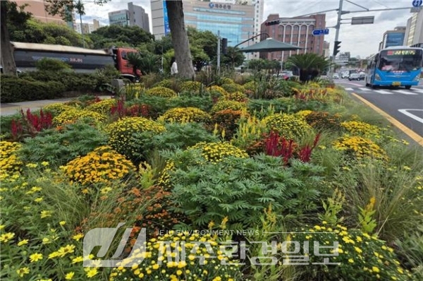 제주시, 주요도로변 국화 향기 물씬..계절 꽃 7만 8,120개 식재