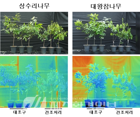 참나무 등.. 가뭄에 강한 나무 선발, 핵심 열쇠 찾았다
