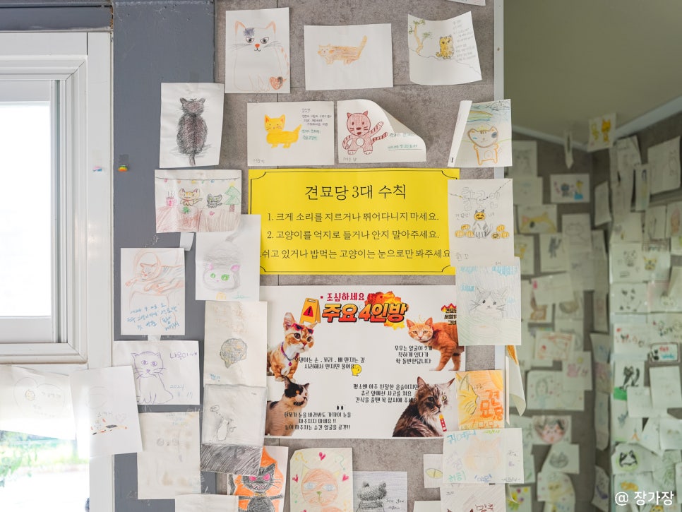 주말 나들이 원주 아이랑 가볼만한곳, 고양이 카페 견묘당