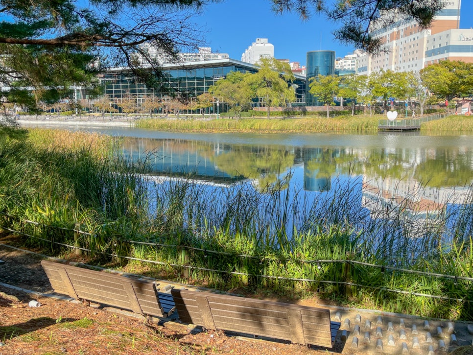 울산가볼만한곳 울산대공원 가을 단풍 즐기기 메타세콰이어길