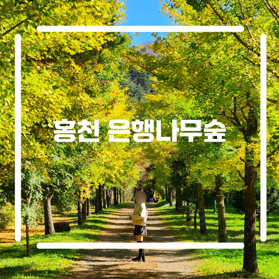 2024 홍천 은행나무숲 실시간 개화 현황 / 아이와 여행 가볼만한곳